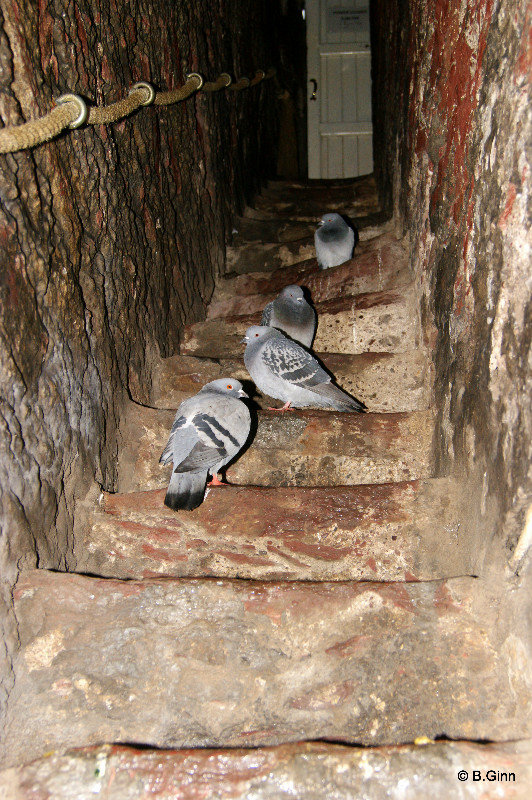 Inhabitants of the church staircases