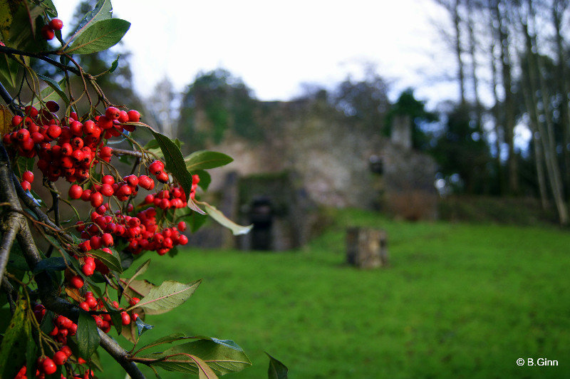 Old Limehouse at Blarney