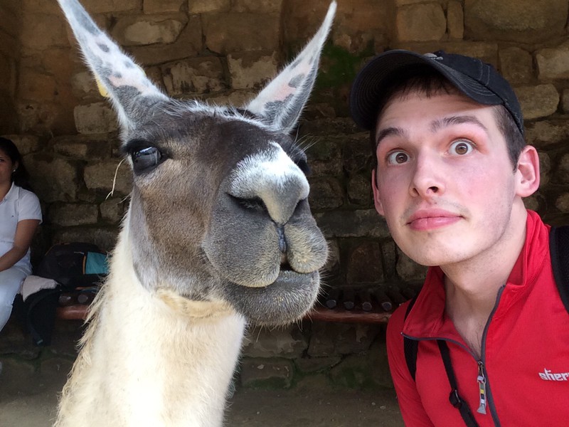 Llama selfie