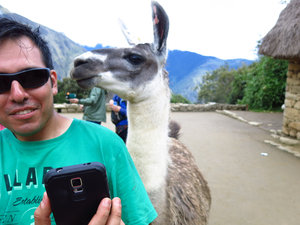 I wasn't the only one snapping llama selfies