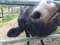 Up close and personal with a cow