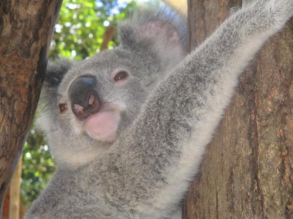 My fave Koala