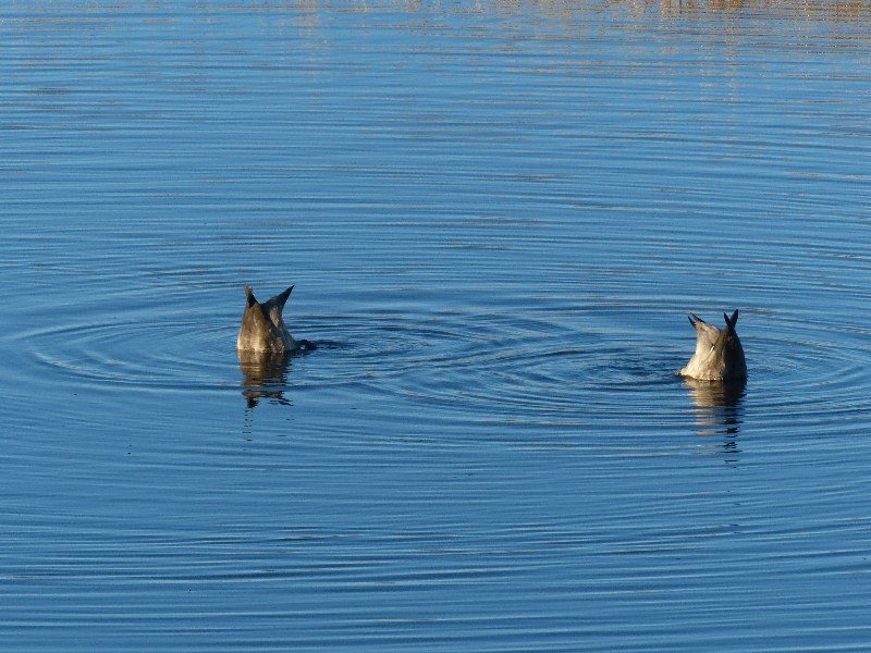 Ducks in Laguna Nimez
