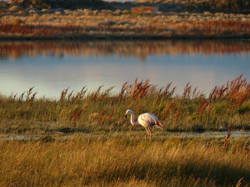 Flamingo in Laguna Nimez