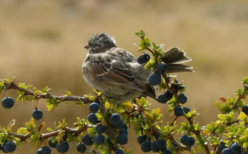 Cute little bird in a calafate berry bush