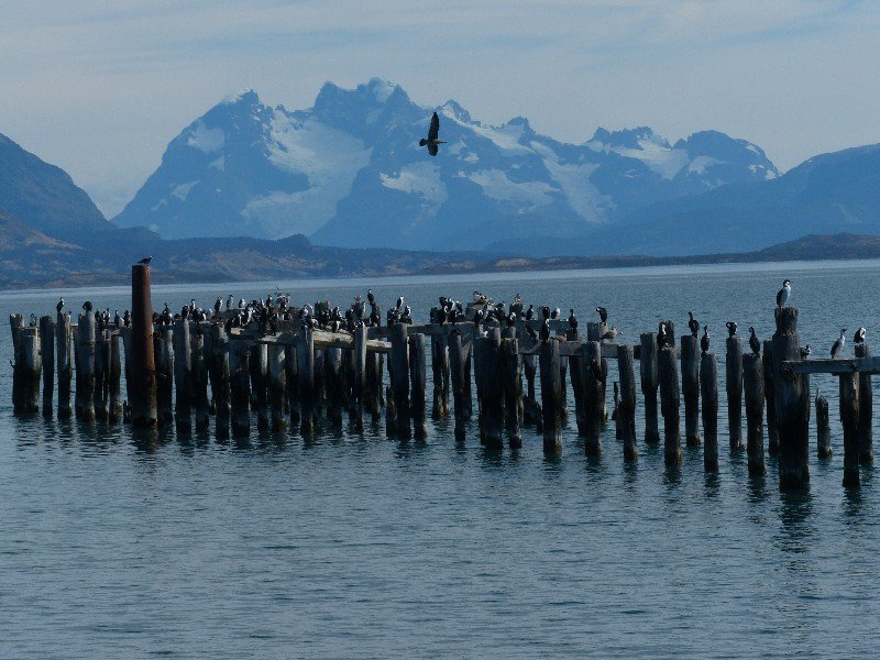 Sea birds drying off on old jetty