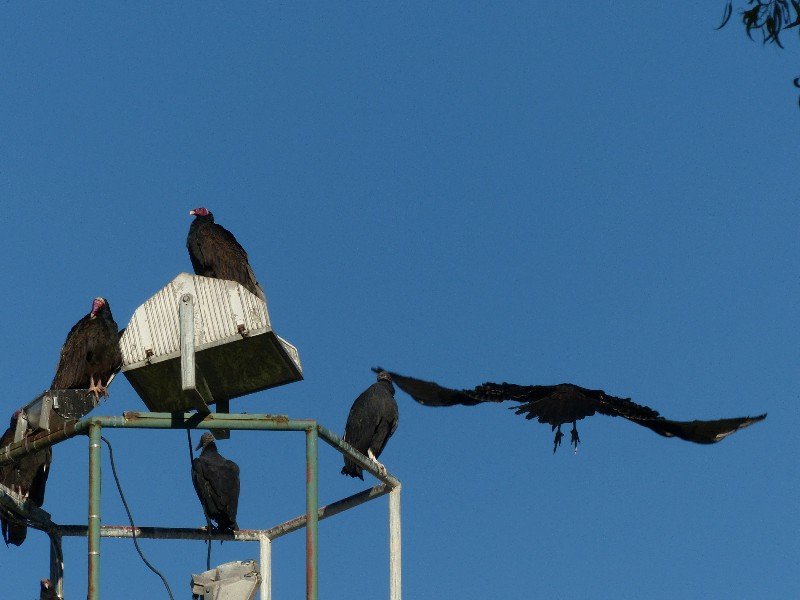 Condors hanging out on a light pole