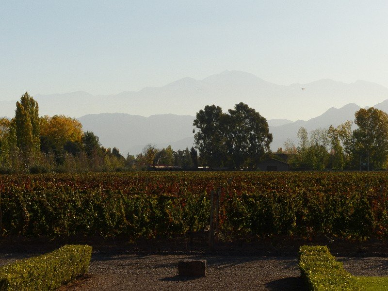 Vistalba Vines with 'views' to the Andes