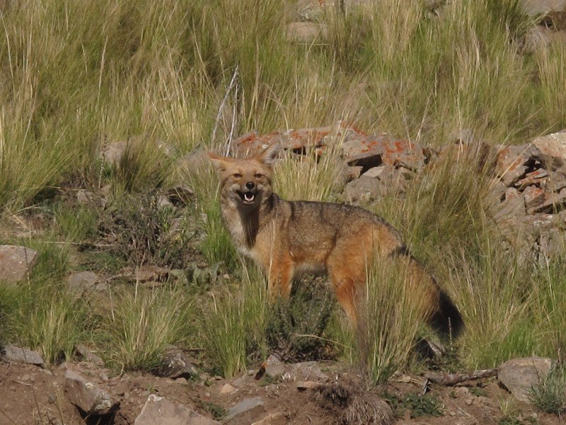 Culpeo (Andean Fox)