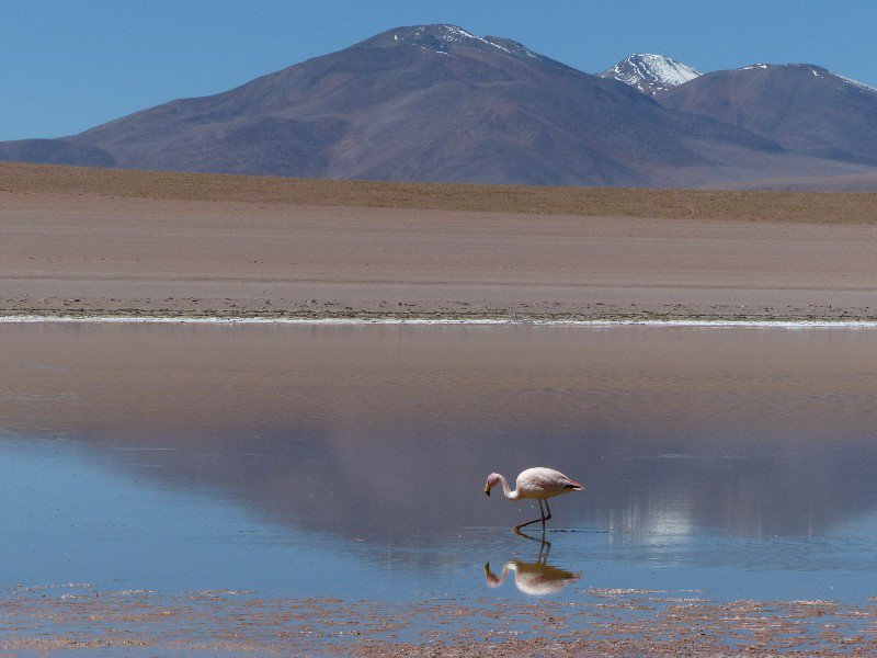 Flamingo in a lagoon