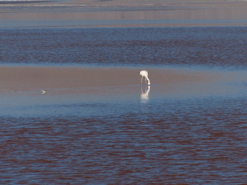 Flamingo in Laguna Colorada