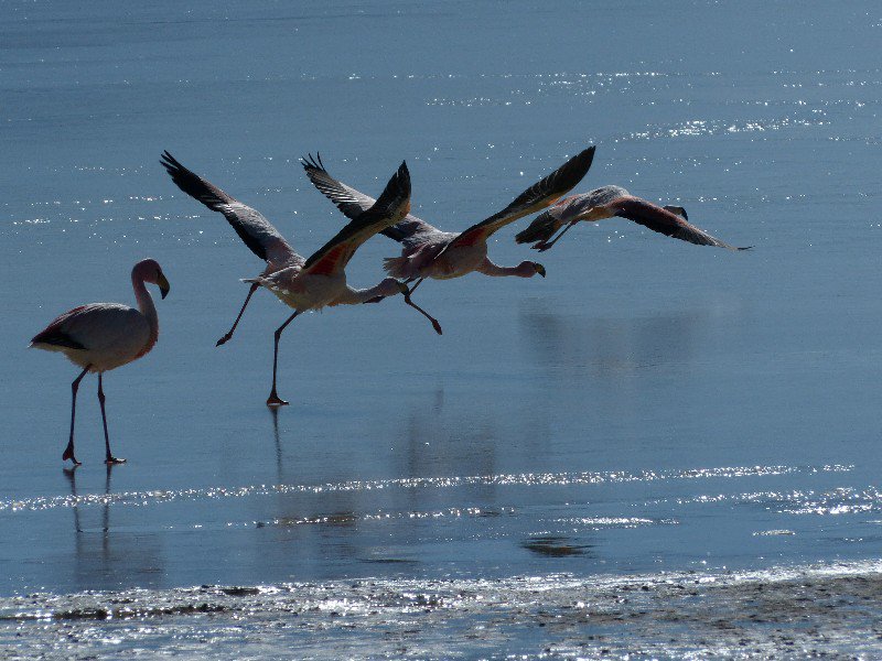 Flamingos on ice covered lagoon
