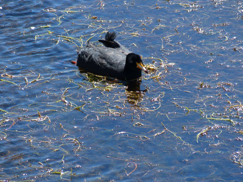 Black Duck in the black lagoon