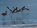 Flamingos on ice covered lagoon
