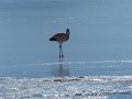 Flamingo on ice