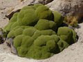 Strange sponge like plant that grows on the Altiplano