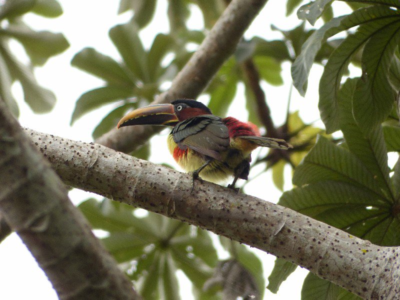 Chestnut-eared Aracari (Toucan)