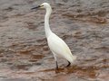 Snow Egret 