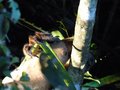 Southern Tamandua Anteater - with a Tarantula on his head