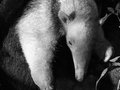 Southern Tamandua Anteater
