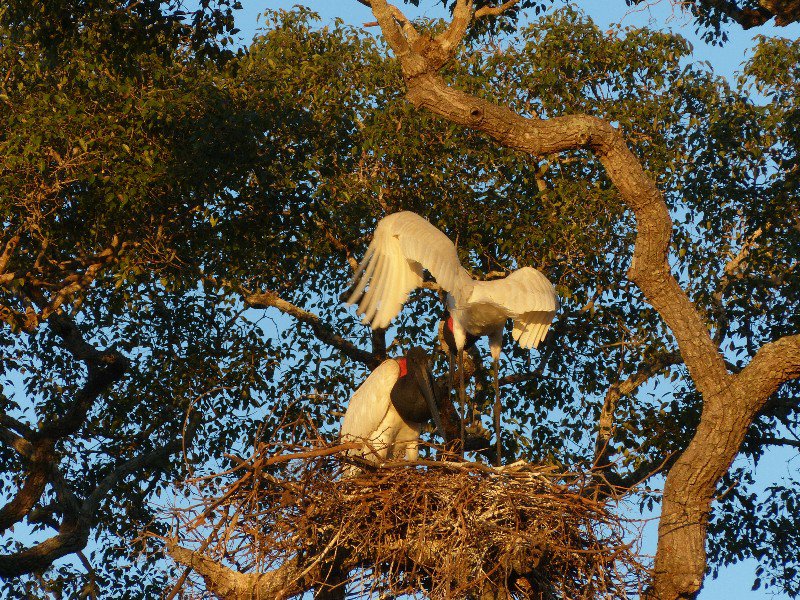 Jaburu Storks in their nest