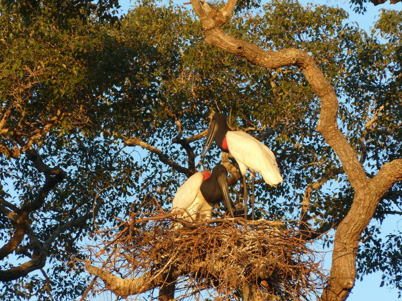 Jaburu Storks in their nest