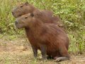 Capybara's