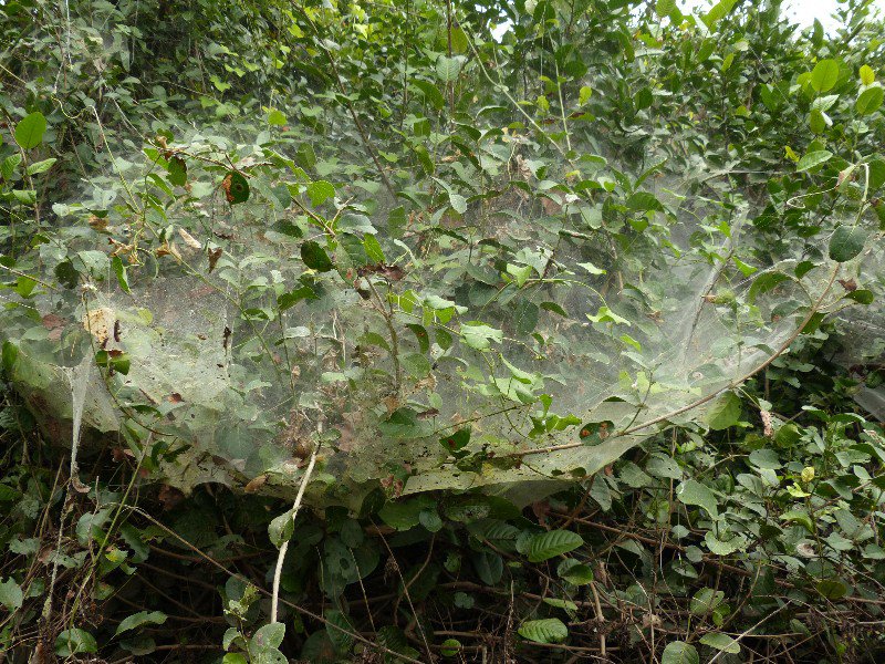 One spider web you would not want to walk into