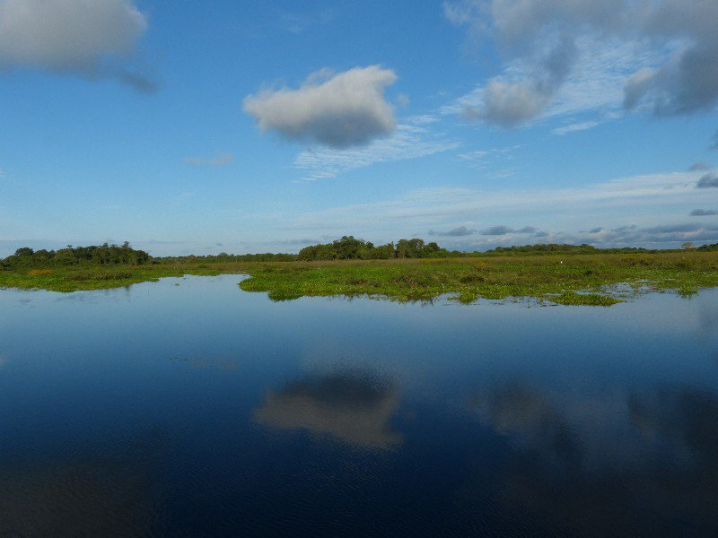 Typical Pantanal Wetland View