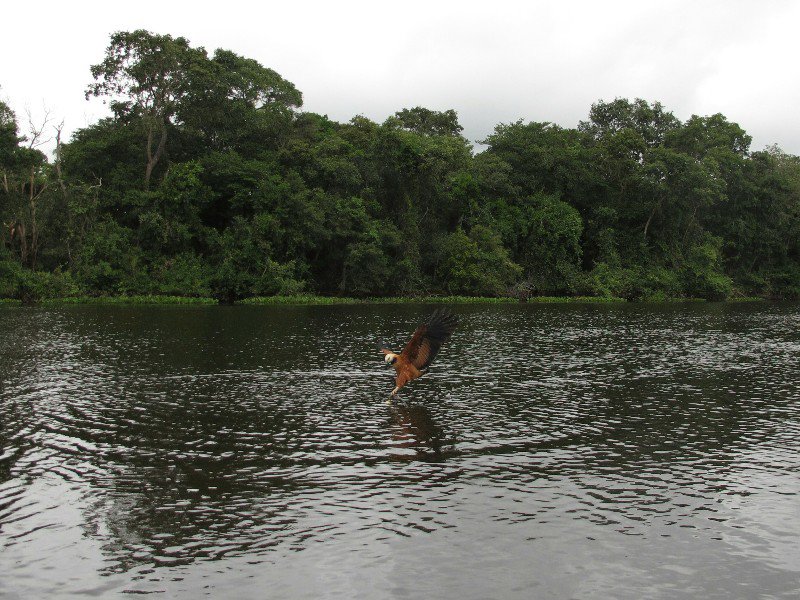 Black Collared Hawk catching a Piranha