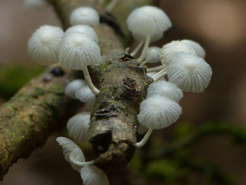 One of the many fungi in the Amazon