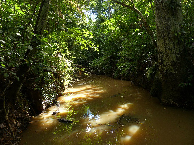 Amazon creek
