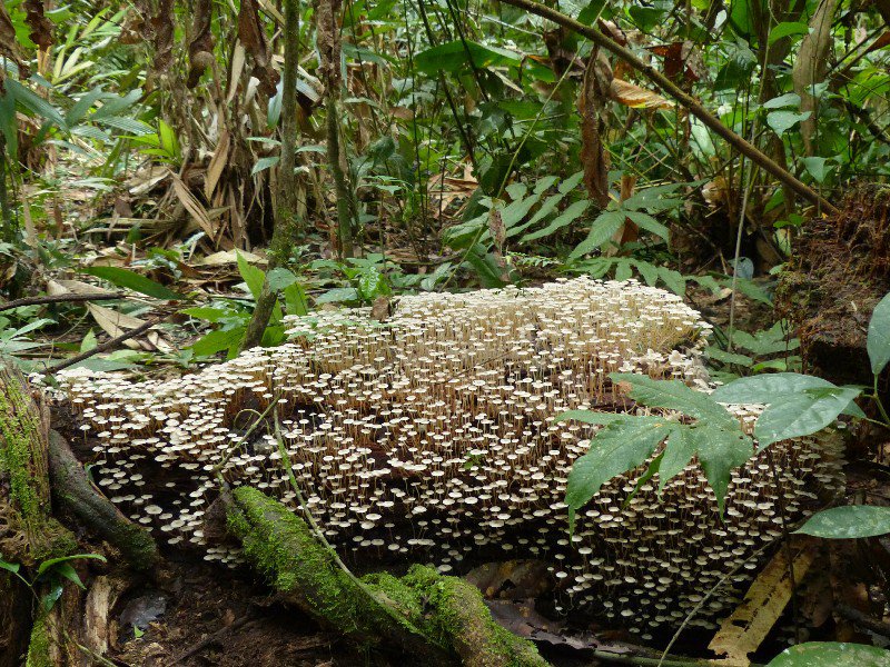 Crazy jungle fungi