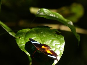 One of the 1000's of beautiful butterfly's in the jungle