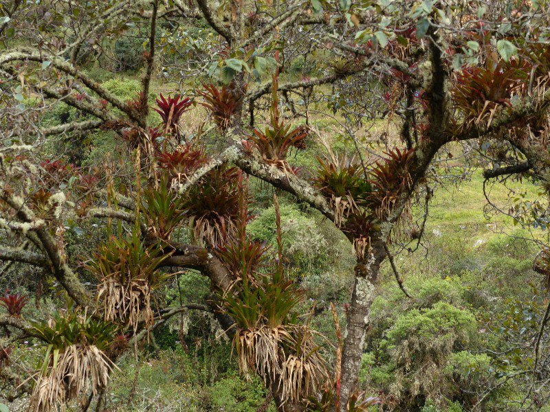 Bromeliad infested tree