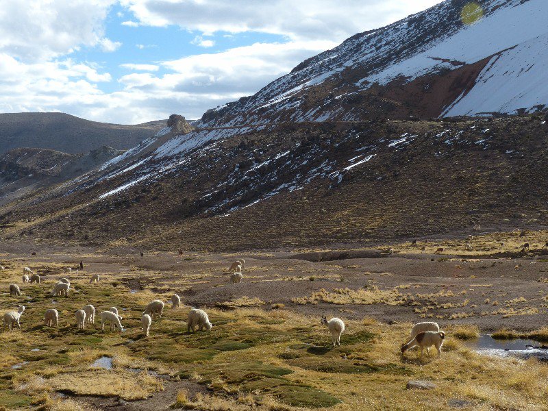 Alpaca's and Llama's feeding in a crater at 4900m