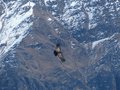 Juvenile Condor at Cruz del Condor