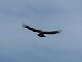Juvenile Condor at Cruz del Condor