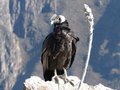 Condor at Cruz del Condor