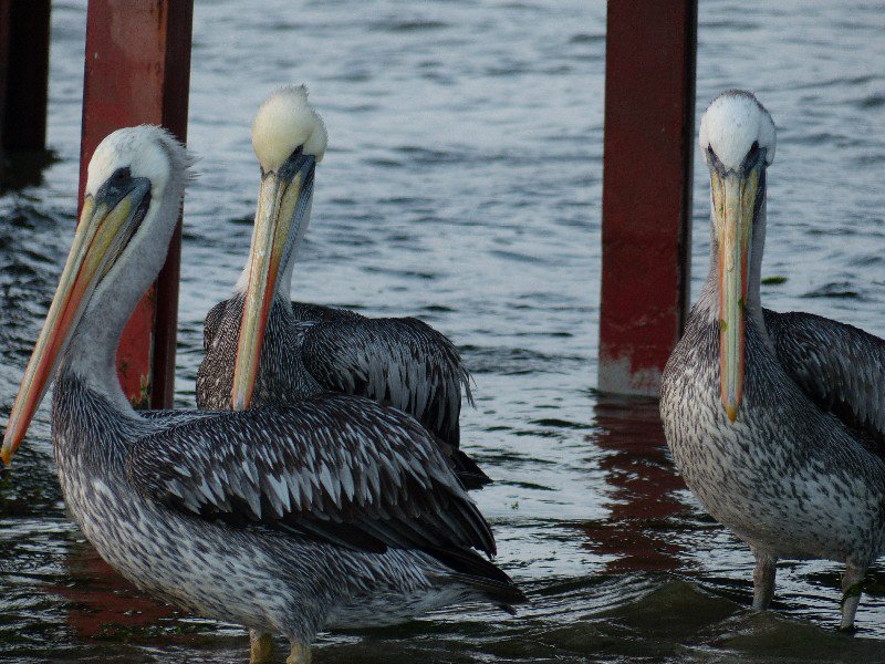 Peruvian Pelicans