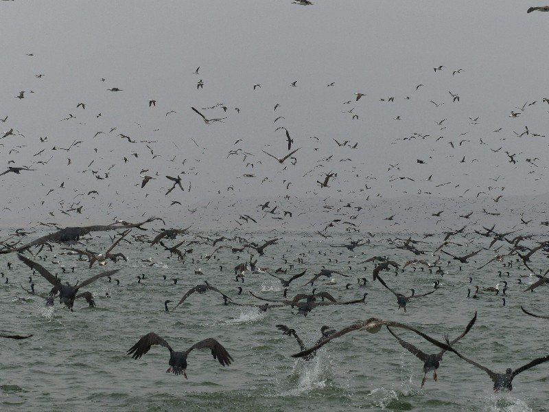 Millions of birds near islas Ballestas