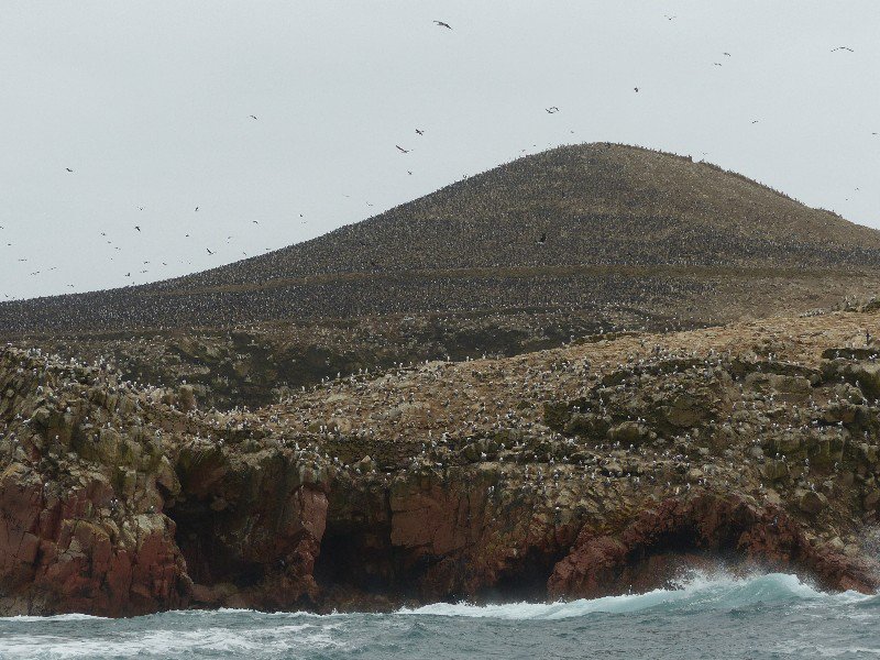 Birds on Islas Ballestas