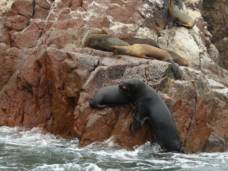 Sea lions fighting for prime basking position