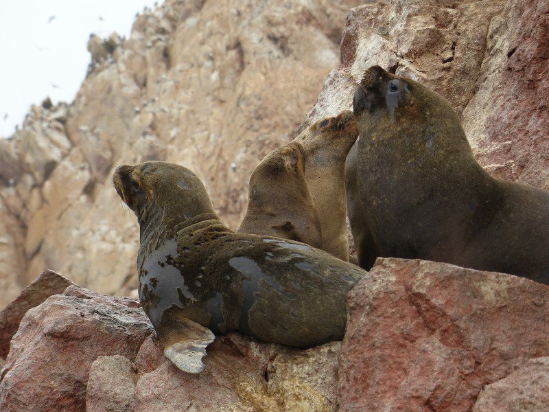 Sea lions basking at Islas Ballestas