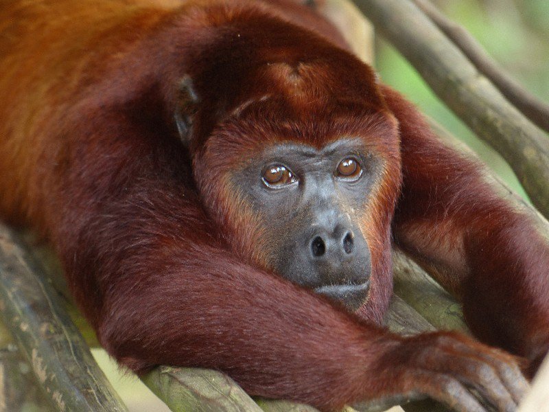 Male Red Howler Monkey