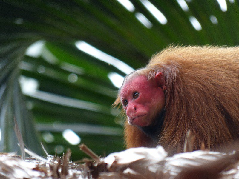 Red Uakari Monkey