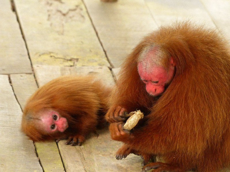 Red Uakari Monkeys