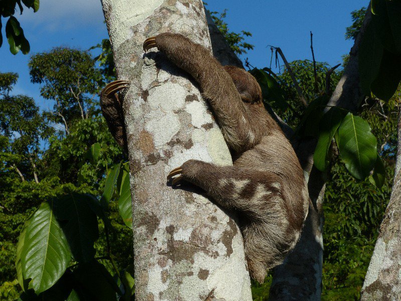 Two toed Sloth