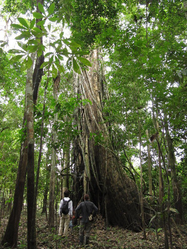 Giant tree in the Amazon