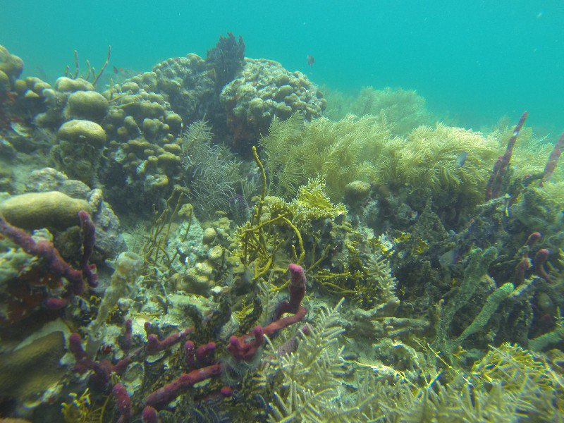Snorkelling in Coral Cay
